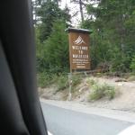 WhistlerBC_0060 (August 20, 2011)